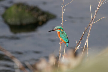 Beautiful percherd kingfisher