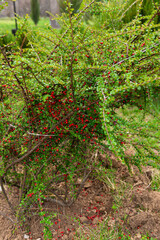 Bush with small red ripe fruits in the garden