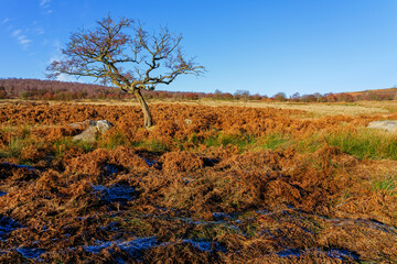 A lone bent and twisted tree in Padley Gorge.