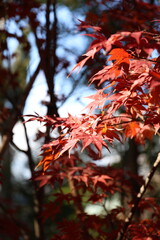 red autumn leaves