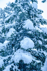 Close up of trees covered in snow in a forest