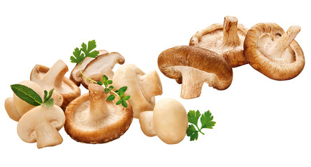 composição com diferentes cogumelos acompanhado de ervas isolado em fundo transparente