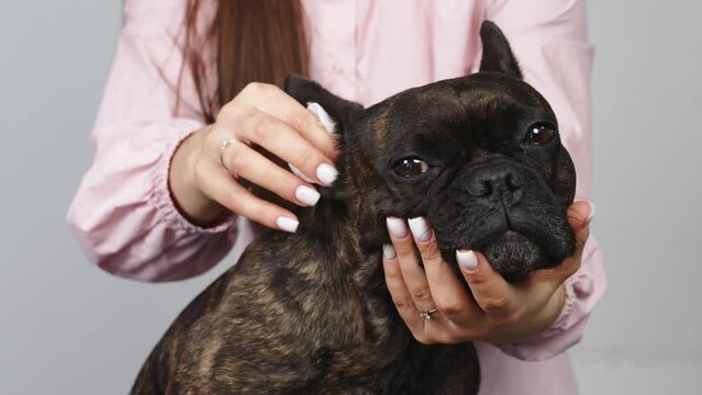 Veterinarian female in medical uniform examining ears of French Bulldog. Smiling friendly dog pet at regular check up visit in modern veterinary clinic. Slow motion 4K. High quality 4k footage
