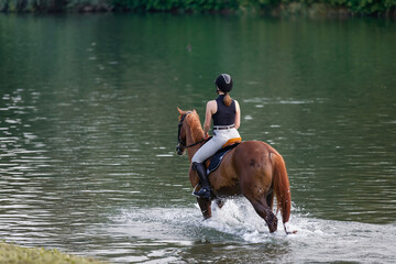 Scenic view of a female horseback rider on a beautiful red chestnut horse riding in the river...