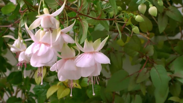 blooming white fuchsia flower on nature background, ` Frank Unsworth`
