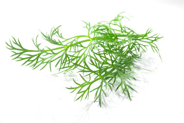 Dill, Dillzweig, isoliert, Kräuter, Zweig, 