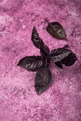 Purple basil leaves on violet background