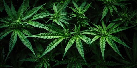 AI Generated. AI Generative. Raw flower plant herbal medicnie canabis leaves green marijuana  background. Graphic Art