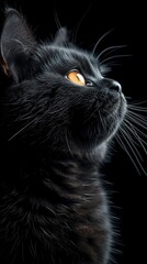 Vertical wallpaper for mobile phone black cat on a black background