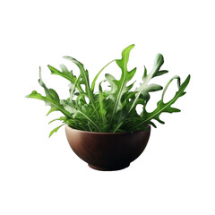 Fresh green roquette arugula png isolated on transparent background Ai generative.