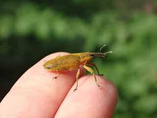 Elongated bean weevil (Lixus pulverulentus) beetle sitting on human fingers
