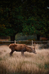 deer in the woods in autumn 