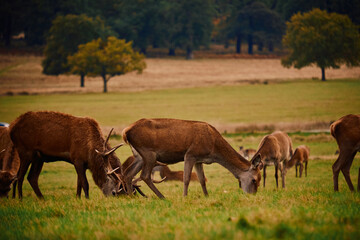 herd of deer grazing in a field