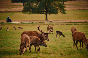 Naklejka na ściany i meble herd of English deer in a field