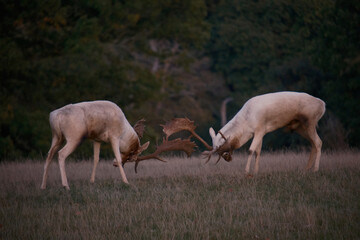 White stags deer in rutting season, England, UK