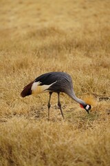 african wildlife, grey crowned crane, grassland