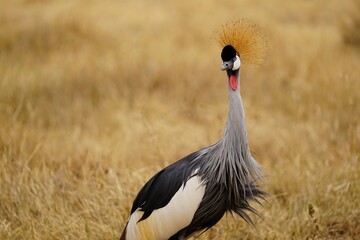 african wildlife, grey crowned crane, grassland
