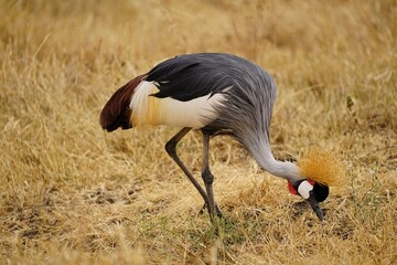 african wildlife, grey crowned crane, grassland