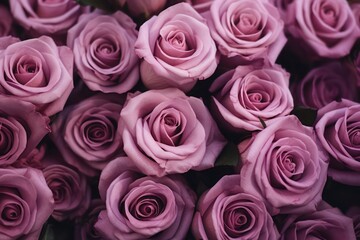 roses background