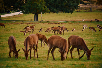 English deer grazing in a field in Richmond Park, UK