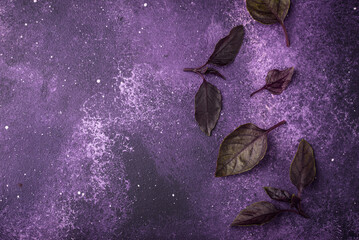Purple basil leaves on violet background