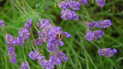 Obraz premium Bumblebee Collecting Nectar and Pollitnating Blooming Lavender Flowers