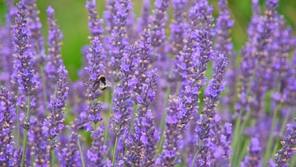 Bumblebee Collecting Nectar and Pollitnating Blooming Lavender Flowers