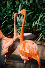 flamingo in the zoo