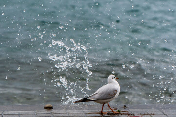 Proud seagull, walking, on the concrete pier by Ohrid Lake 2024. Winter season. Macedonia.