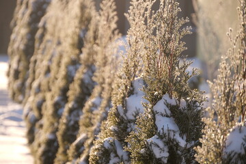 snow and frost on thuja trees