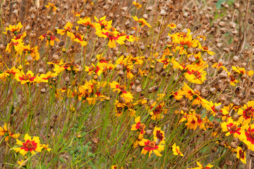 Calliopsis tinctoria. Cottage garden. Orange flowers in garden with blurred effect background. Farming and harvesting.