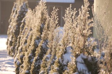 snow and frost on thuja trees