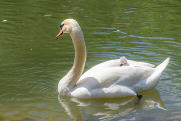 Schwanen-Baby fährt am Rücken von Mama-Schwan mit