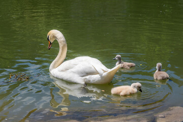 Schwanenmama auf der Loisach umringt von ihren drei jungen Kücken