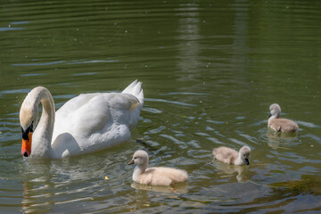 Obraz premium Schwanenmama auf der Loisach umringt von ihren drei jungen Kücken