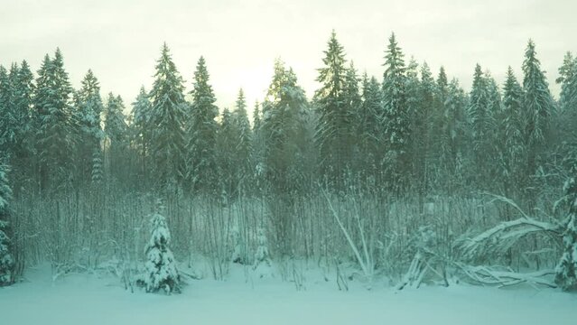 Winter train journey into a snowy fairy tale. View from the window of a moving vehicle onto a snow-covered, windless taiga forest. White snowdrifts, spruce and pine trees under snow cover. Karelia