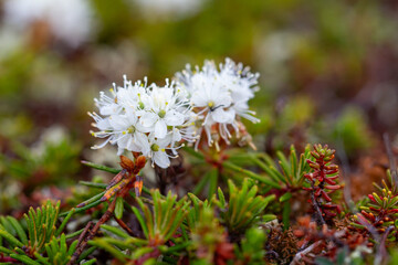 Bog Labrador tea plant or Rhododendron groenlandicum, found in Canada's arctic tundra, north of...