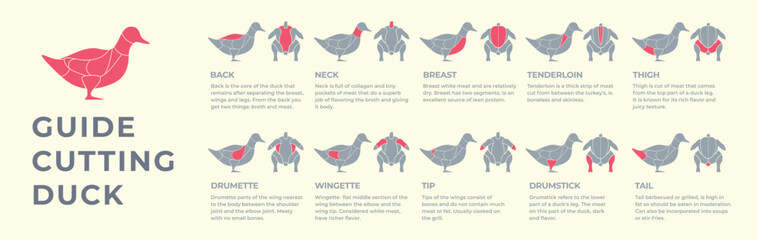 Guide cutting meat carcass duck, turkey, pork, lamb, cow, chicken. Butcher guide. Diagrams сutting parts meat carcass domestic farm poultry and farm livestock. Vector flat color illustration isolated.