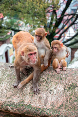 Monkeys close Pashupatinath Temple near Bagmati River that flows through the Kathmandu valley of Nepal. Hindus are cremated on the banks of this holy river