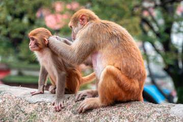 Monkeys close Pashupatinath Temple near Bagmati River that flows through the Kathmandu valley of Nepal. Hindus are cremated on the banks of this holy river