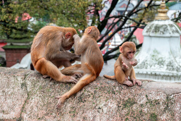 Monkeys close Pashupatinath Temple near Bagmati River that flows through the Kathmandu valley of Nepal. Hindus are cremated on the banks of this holy river