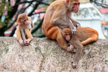 Monkeys close Pashupatinath Temple near Bagmati River that flows through the Kathmandu valley of Nepal. Hindus are cremated on the banks of this holy river