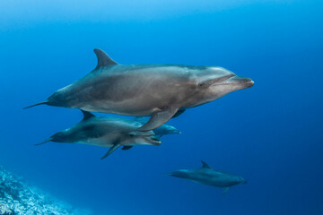 Fototapeta premium Bottlenose dolphins, French Polynesia