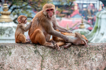 Monkeys close Pashupatinath Temple near Bagmati River that flows through the Kathmandu valley of Nepal. Hindus are cremated on the banks of this holy river