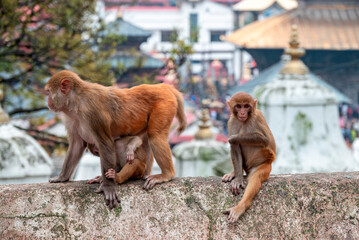 Monkeys close Pashupatinath Temple near Bagmati River that flows through the Kathmandu valley of...