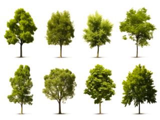 High-quality collection of eight diverse trees with transparent backgrounds, ideal for landscape design or architectural renders.