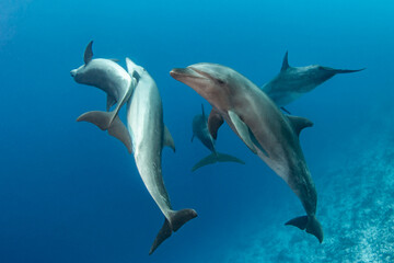 Bottlenose dolphins, French Polynesia