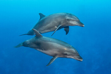Bottlenose dolphins, French Polynesia