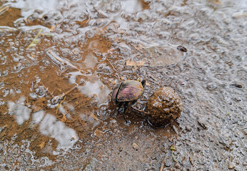 Dung Beetle at work