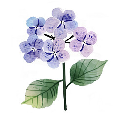 紫陽花の水彩イラスト、手書き、紫、一輪